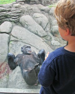 Monkey at Knoxville zoo