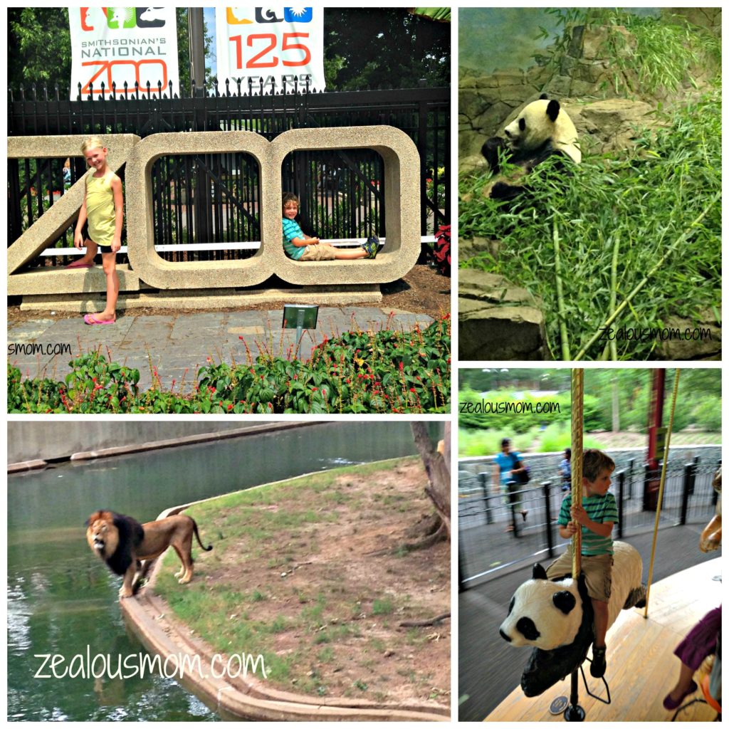The National Zoo is free and so much fun! You must check it out during your next trip to DC. -zealousmom.com #nationalzoo #washingtondc